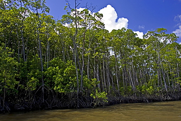 Mangrove trees in the shallows of the Mossman River estuary, Daintree, Australia