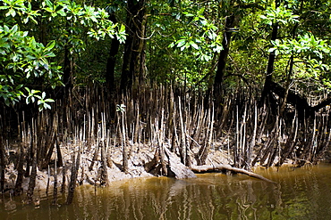 Mangrove shoots grow in the shallows of the Mossman River, Daintree, Australia