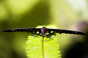 Female Cairns Birdwing butterfly on a fern leaf, North Queensland, Australia