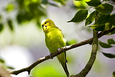 Budgerigar perched on branch, Queensland, Australia