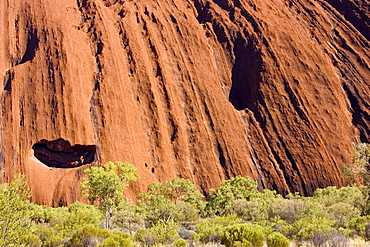 Trees at the base of Ayers Rock, Uluru, Australia