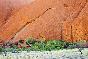 Trees at the base of Ayers Rock, Uluru, Red Centre, Australia