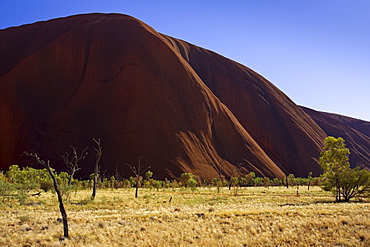 Trees at the base of Ayers Rock, Uluru, Red Centre, Australia