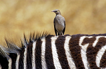 A bird resting on  the back of a Common Plains Zebra (Grant's), Ngorongoro Crater, Tanzania