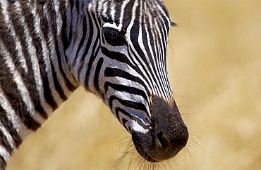 Common Plains Zebra (Grant's), Ngorongoro Crater, Tanzania