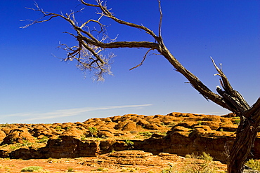 Tree at King's Canyon, Northern Territory, Australia