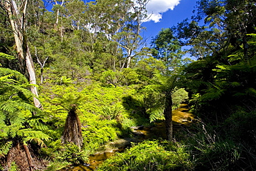 Fern in the forest, Blue Mountain National Park, Katoomba, New South Wales, Australia.