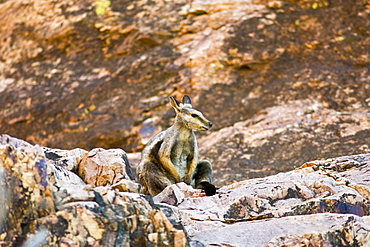 Wallaby sits on the rocks at Simpson's Gap, West Madonnell Mountain Range, Australia