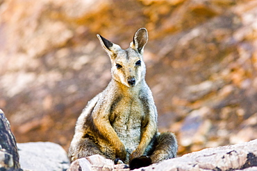 Wallaby sits on the rocks at Simpson's Gap, West Madonnell Mountain Range, Australia