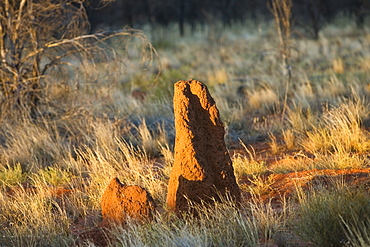 Termite mound at Simpson's Gap, West Madonnell Mountain Range, Australia