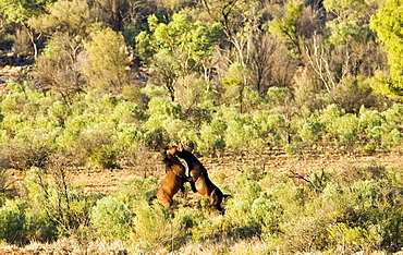 Mustangs fighting in the Red Centre, Northern Territory, Australia