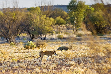 Dingo at Simpson's Gap, West Madonnell Mountain Range, Australia