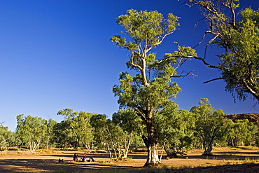 Aborigines gather under a eucalyptus tree in the dried up Todd River, Alice Springs, Australia