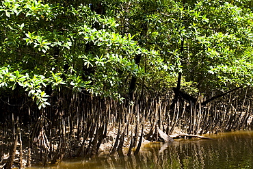 Mangrove roots  in shallows of Mossman River, Daintree, Australia