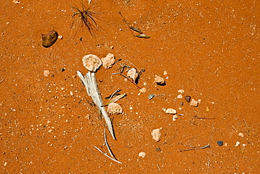 Stones, bark and leaves in dirt at King's Canyon, Northern Territory, Australia