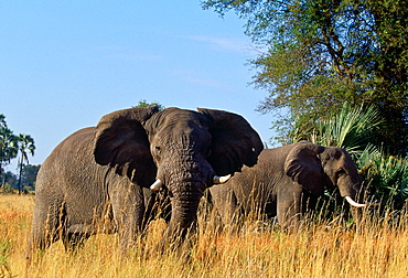 Elephants feeding in Moremi, Botswana