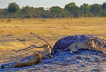 Three Cheetahs, Moremi, Botswana