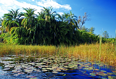 Okavango Delta, Botswana, Africa