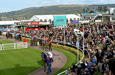 A general view of the horse racing scene at Cheltenham Festival.  Horses are being walked in the unsaddling enclosure.