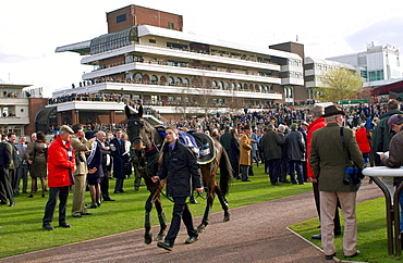 A general view of the racing scene at the Cheltham Festival.  A race horse is being led through the crowds to the unsaddling enclosure.