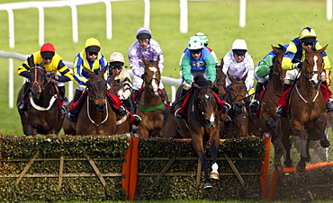 The National Hunt Festival of Horseracing - jockeys jumping one of the fences