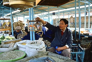 Canaries for sale in the Peking Market, China