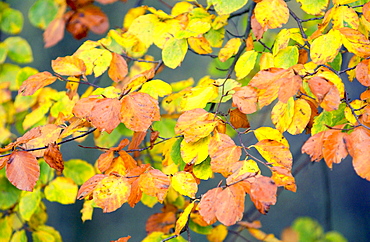 Beech leaves turning from green to brown, in a beechwood in autumn, Oxfordshire, England,  United Kingdom