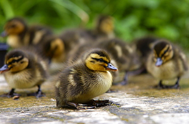 Mallard ducklings just a few days old, Swinbrook, Oxfordshire, England