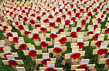 Wooden crosses and poppies in the field of remembrance at Westminster Abbey to commemorate those who have died in battle. Three of the crosses represent members of the Black Watch Regiment who have recently died in Iraq.