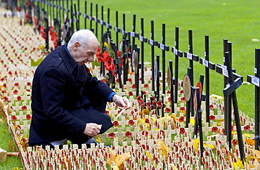 VETERAN AT ST MARGARET'S CHURCH, WESTMINSTER INSPECTS CROSSES IN THE ROYAL BRITISH LEGION FIELD OF REMEMBRANCE