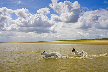 Jack Russell dogs playing in the sea at Utah Beach, Normandy, France