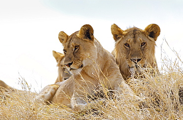 Young lionesses,Serengeti, East Africa