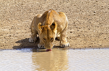 Lioness drinking,Serengeti, East Africa