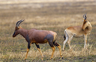 Topi  (left) watched by a Kongoni (Coke's Hartebeest)  which is a sub-species of the Red Hartebeest, Serengeti, Tanzania