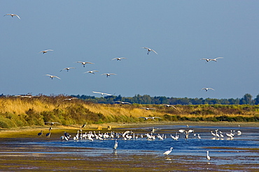 Spoonbills and herons, Ars en Re, Ile de Re, France