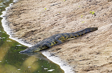 Crocodile, Serengeti, Tanzania, East Africa