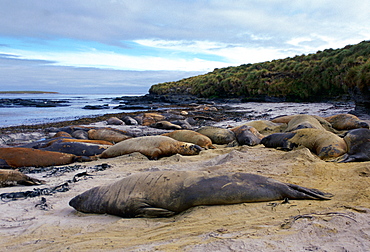 Elephant Seals lying on beach, Sea Lion Island, Falkland Islands