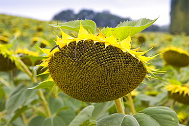 Sunflower, Gascony, France