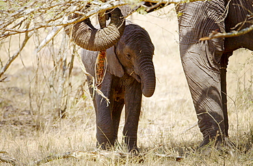 Elephant calf feeding with its mother  in Serengeti, Tanzania