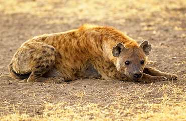 Spotted Hyena resting, Grumeti, Tanzania