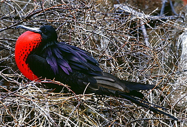 Male Frigate bird with inflated pouch, Galapagos Islands, Ecuador