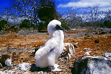 Blue-footed Booby juvenile bird on Galapagos Islands, Ecuador