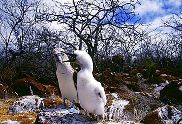 Blue-footed Booby bird feeds juvenile on Galapagos Islands, Ecuador