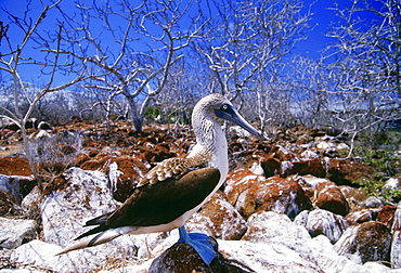 Blue-footed Booby bird on Galapagos Islands, Ecuador