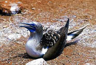 Blue-footed Booby bird protecting her eggs on Galapagos Islands, Ecuador