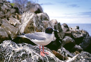 Swallow-tailed gull perched rocks, Galapagos Islands, Ecuador