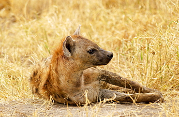 Spotted Hyena  in grassland, Grumeti, Tanzania