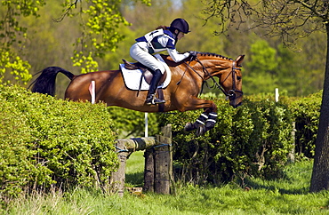 Young woman rides a dark bay horse in a cross-country eventing competition, Gloucestershire, United Kingdom