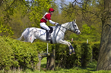 Young man rides a grey mare horse in a cross-country eventing competition, United Kingdom