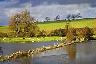 Sheep graze in flooded water meadow in Windrush Valley, Burford, The Cotswolds, UK